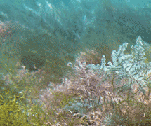 Environmental studies