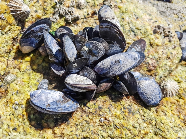The Mussel: Nature’s Sentinel