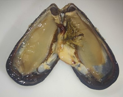 The Mussel: Nature’s Sentinel