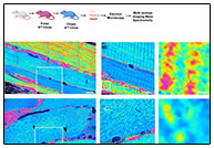 Muscle Protein Longevity Revealed by SIMS: A Breakthrough in Understanding Aging and Protein Turnover