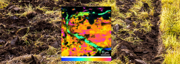 Image news success story