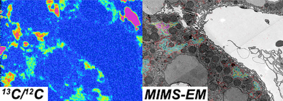 New scientific paper